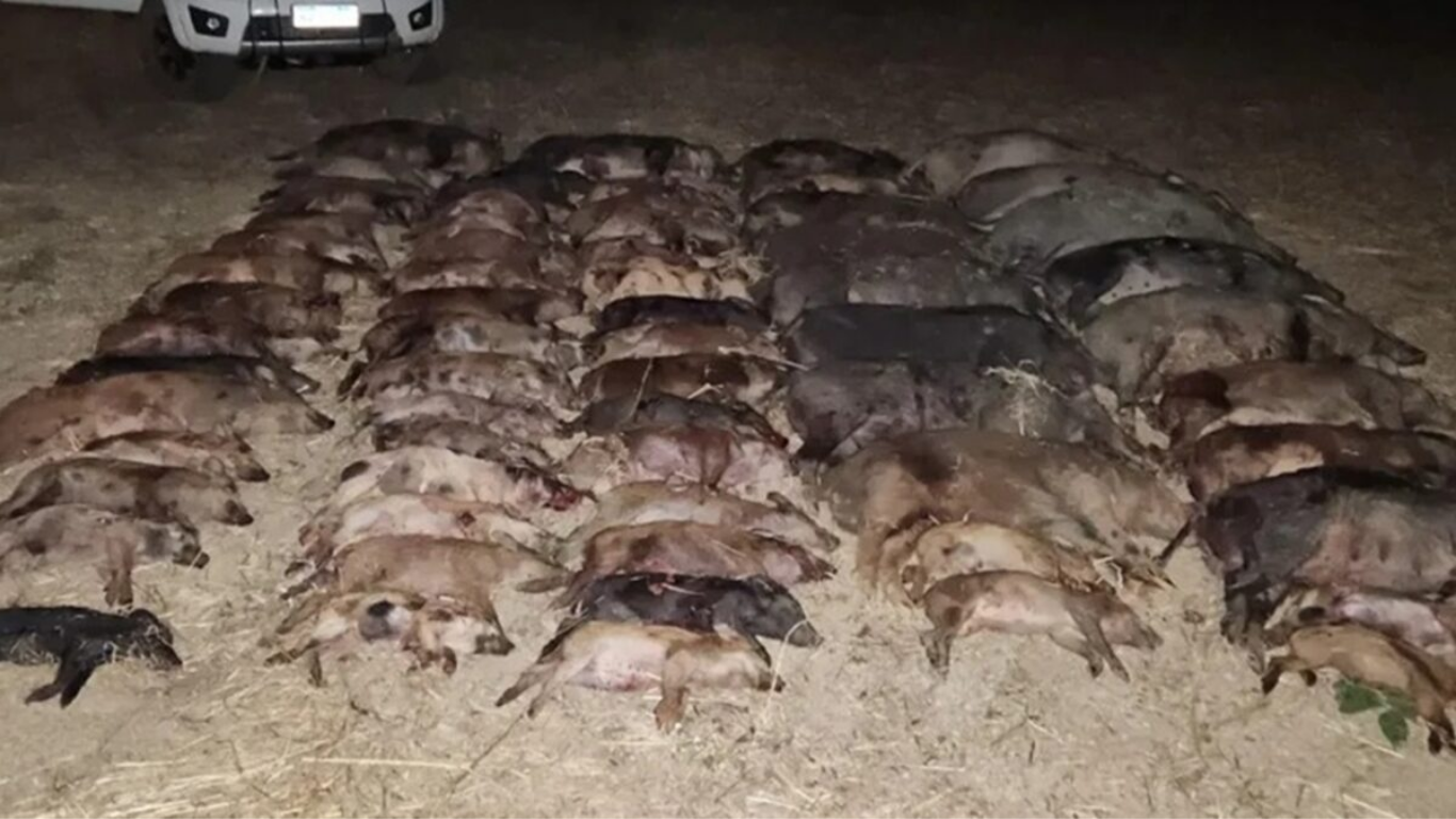 Maior operação de manejo do Brasil abate 65 javalis em Campo Alegre de Goiás 