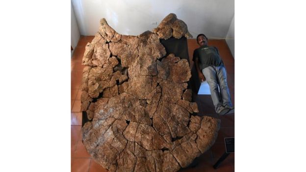 Fósseis revelam tartaruga de mais de 2,4 m que vivia na Amazônia
