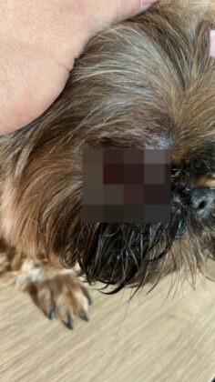 Funcionário de Pet Shop em Caldas Novas é indiciado por maus tratos aos animais