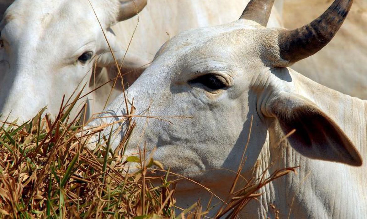 Exportação de carne brasileira à China é suspensa após caso de vaca louca  