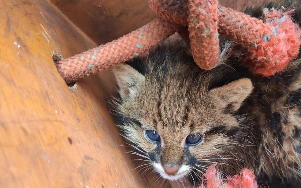 Morador de Santa Helena resgata filhote de gato-do-mato em área atingida por incêndio