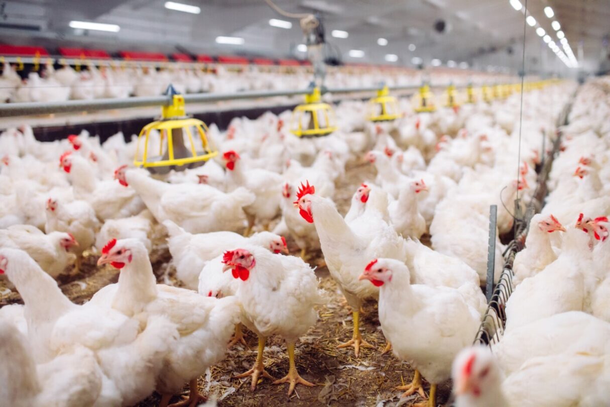 Goiás reforça prevenção contra a influenza aviária