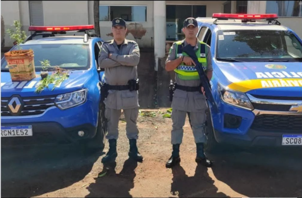 Polícia Militar apreende pés de maconha em Quirinópolis