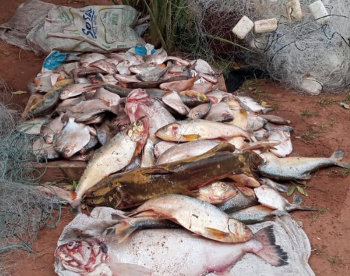 Operação investiga quadrilha de comércio ilegal de pescado