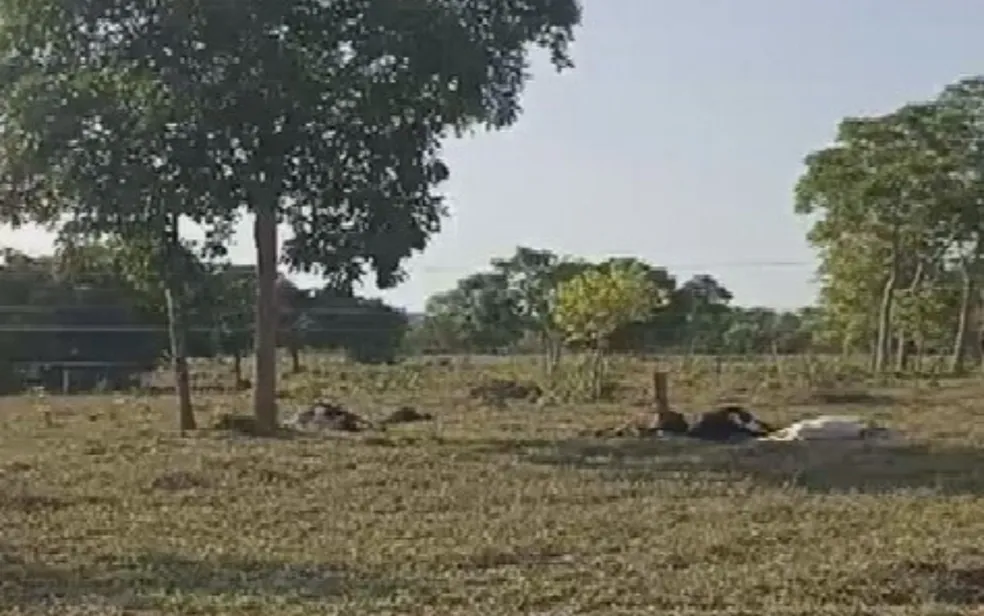 Poste cai e mata vacas com descarga elétrica, na Cidade de Goiás