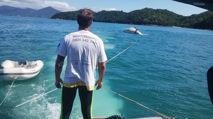 Baleia de 12 metros é encontrada morta em Ubatuba, no litoral de São Paulo