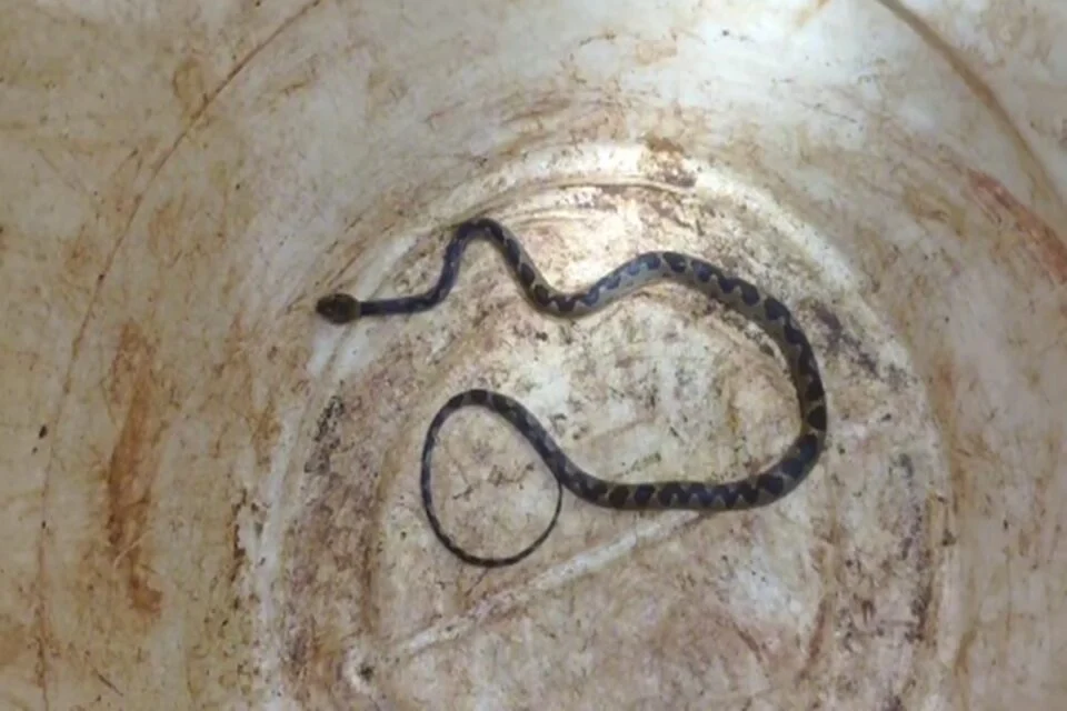 Família descobre serpente dentro do porta malas, após viajar mil km