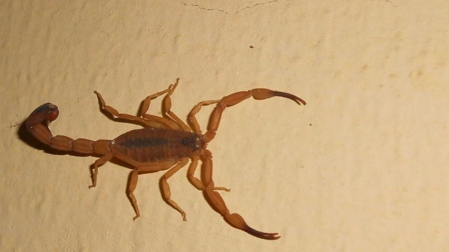 Surto de escorpiões: prefeitura de Aparecida remove entulhos para caçar animais