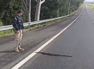 PRF tira jiboia de rodovia, com a mão; veja o vídeo