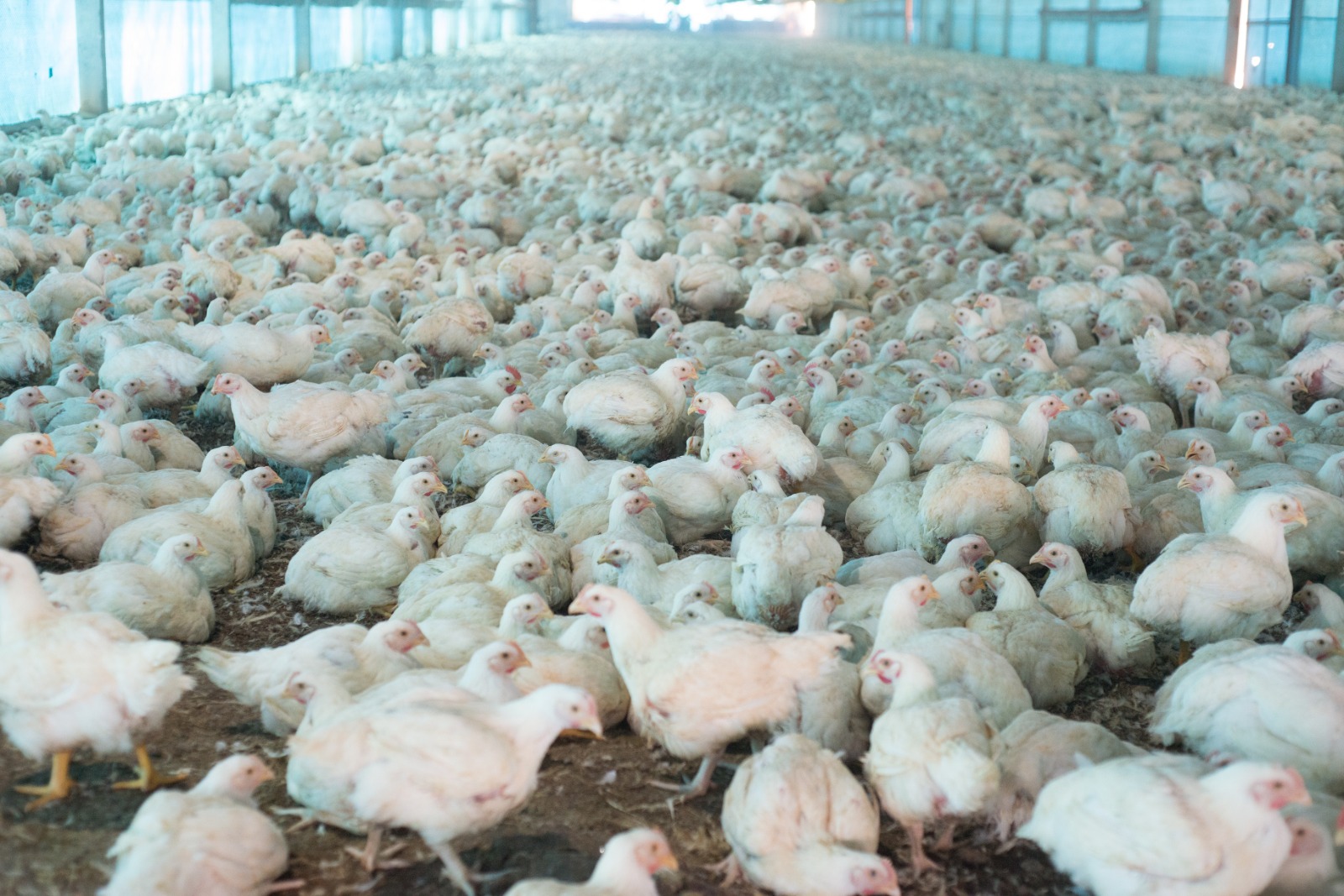 Declaração de biosseguridade em granjas avícolas de Goiás deve ser informada à Agrodefesa até 31 de janeiro