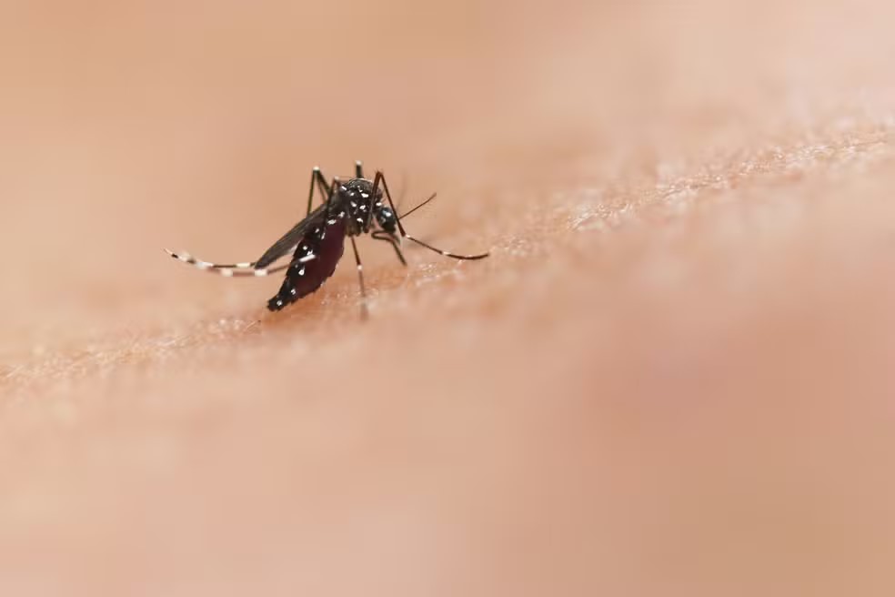 Quem teve dengue pode doar sangue? Ministério recomenda intervalo também para quem tomou vacina