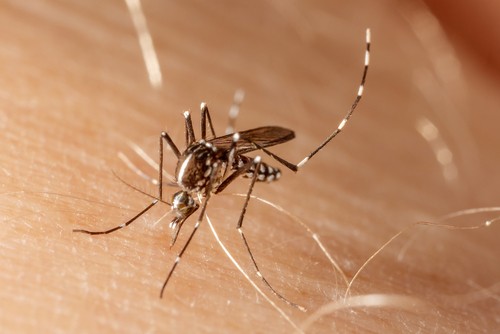 Instituto recruta voluntários adolescentes para testes da primeira vacina contra a chikungunya