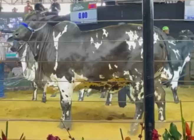 Nelore pintado se torna a 2ª vaca mais cara do mundo a ser arrematada por R$ 6 milhões em leilão