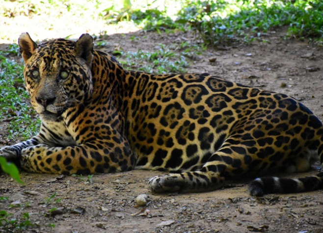 Goiás
