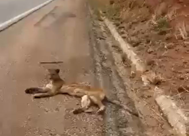 Goiás