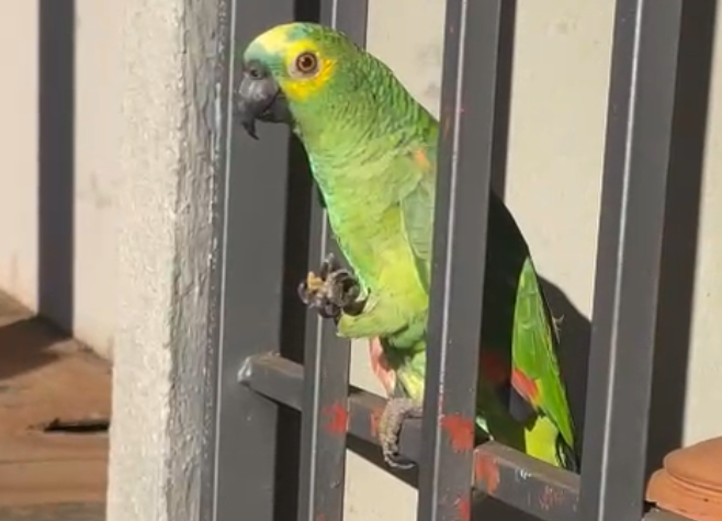 Bombeiros resgatam papagaio adulto que fugiu do lar e pode estar desaparecido