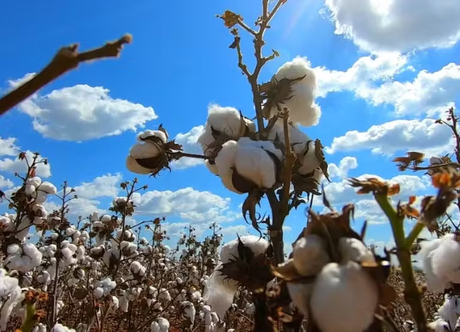 Pela 1ª vez Brasil ultrapassa EUA e se torna o maior exportador de algodão do mundo