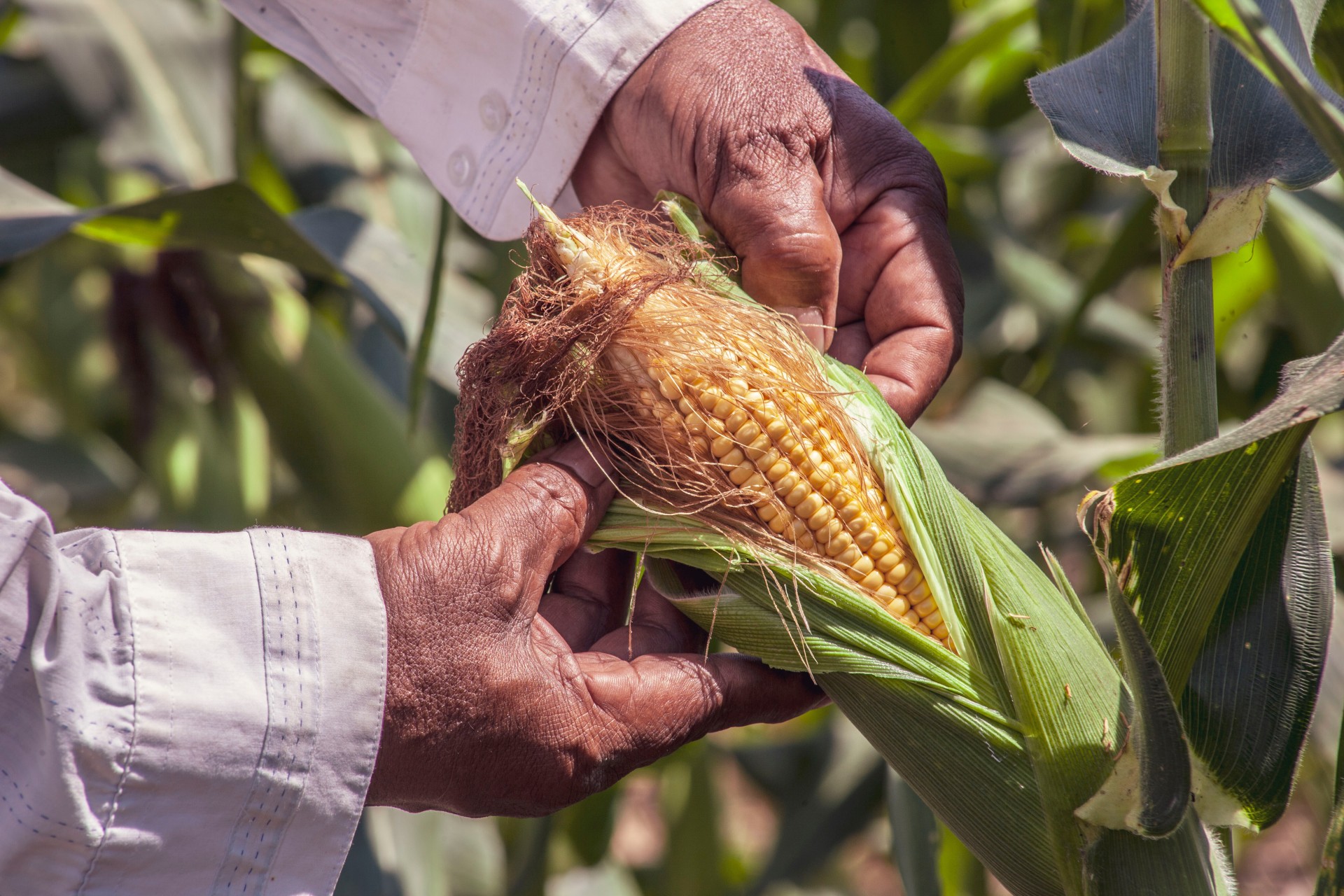 Chuvas irregulares podem afetar a produção de grãos em Goiás