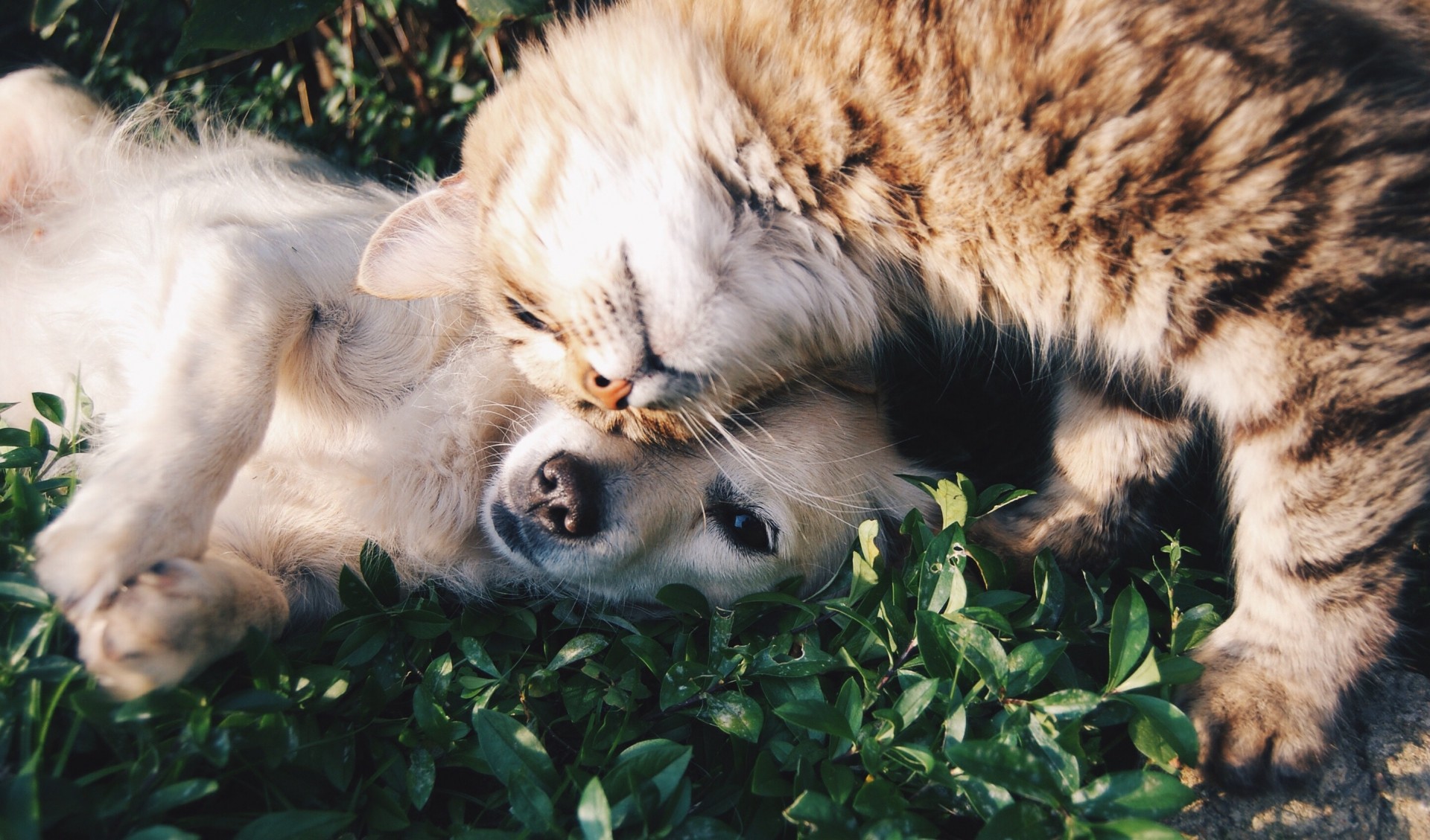 Deve ser votado PL que prevê ausência ao trabalho em caso de morte de pets 