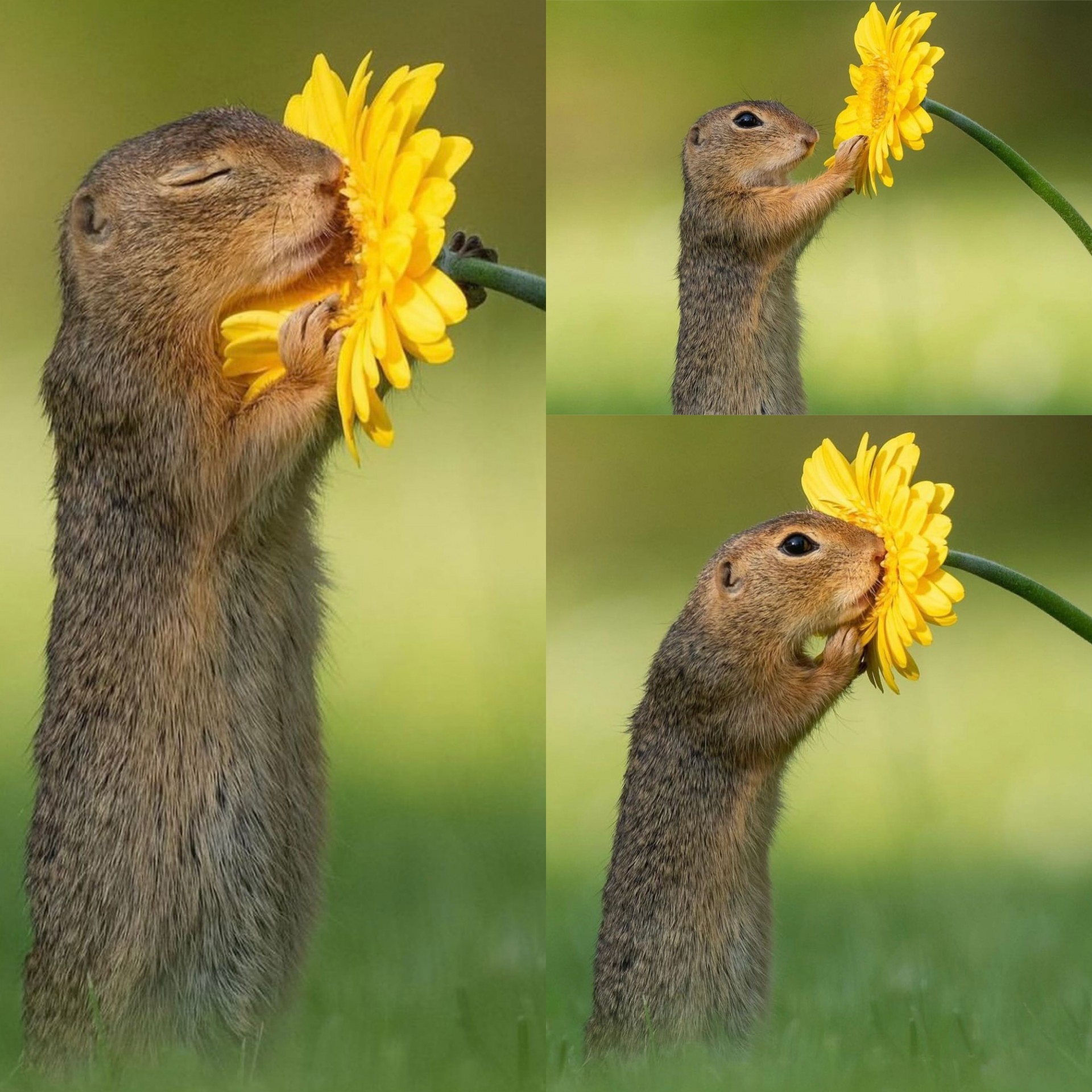 Ternura na natureza: Fotógrafo holandês encanta com esquilos e flores