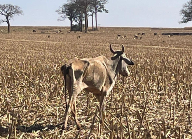 Goiás