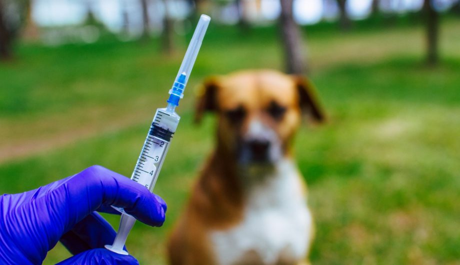 Mutirão de vacinação antirrábica acontece nesta segunda-feira (26) na Lagoa do Bauzinho