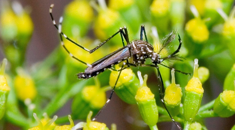 SES-GO alerta goianos para o combate ao mosquito da dengue