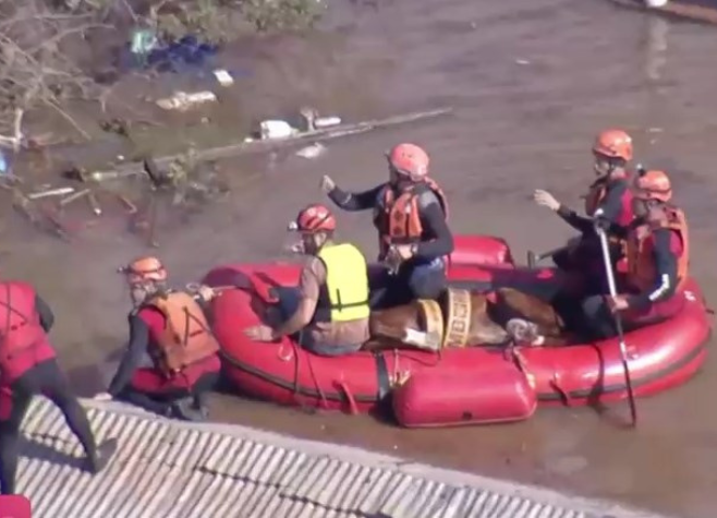 Cavalo ilhado em telhado está sendo resgatado em Canoas (RS)