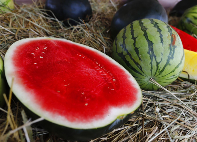 Rio Verde recebe autorização da Agrodefesa para exportar melancia, melão e abóbora, veja como cadastrar 