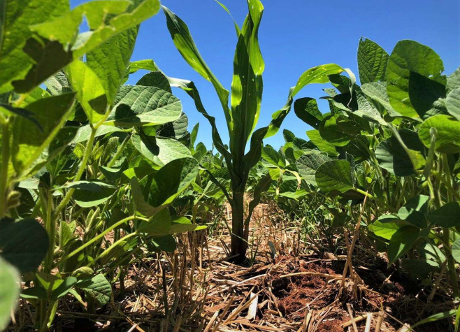 Agrodefesa alerta que é preciso eliminar 