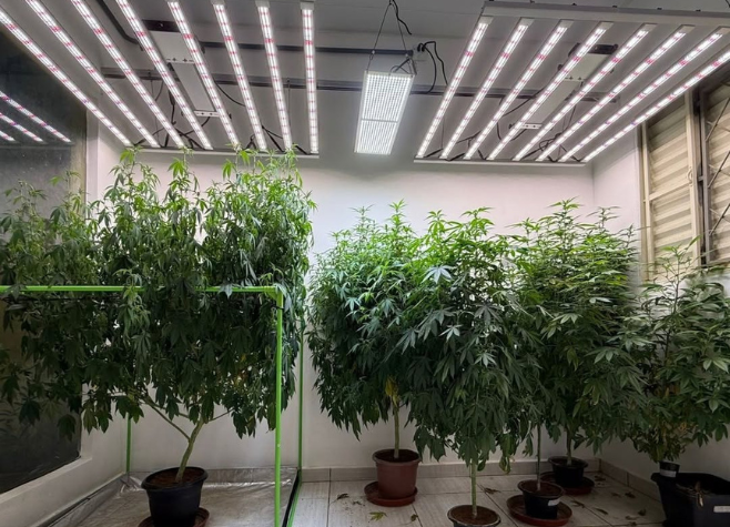 PCGO desmantela estrutura de cultivo de maconha em Caldas Novas avaliada em  R$ 80 mil 