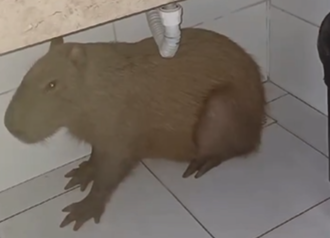 Capivara 