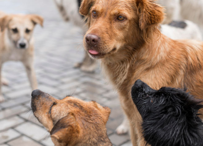 Feira de adoção de cães promete muito amor e carinho em Rio Verde 