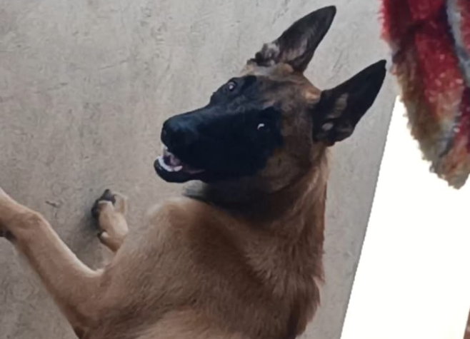 Família pede ajuda à comunidade para encontrar Black, o cachorro que desapareceu no Bairro Jardim Helena