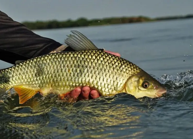 Fim da Piracema em Goiás: pesca volta a ser permitida com restrições