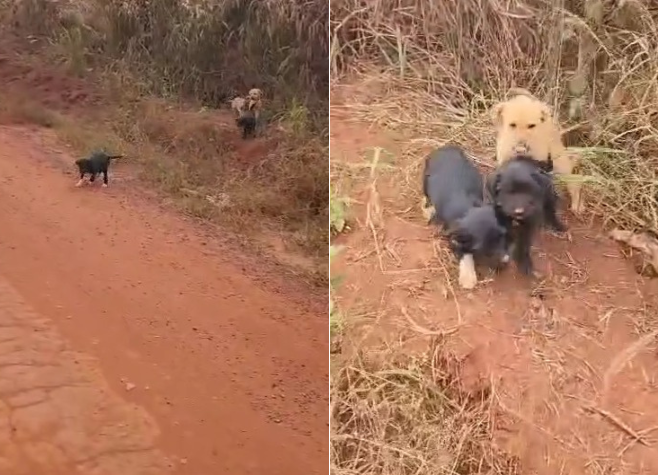 Filhotes são abandonados em estrada zona rural de Rio Verde