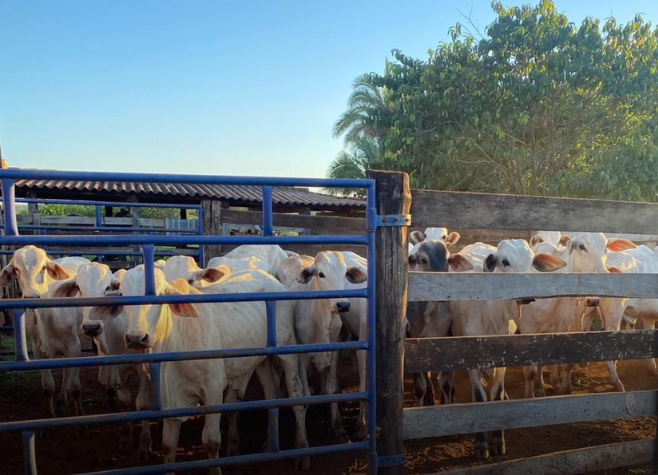 Polícia Civil de Quirinópolis recupera 19 cabeças de gado furtadas