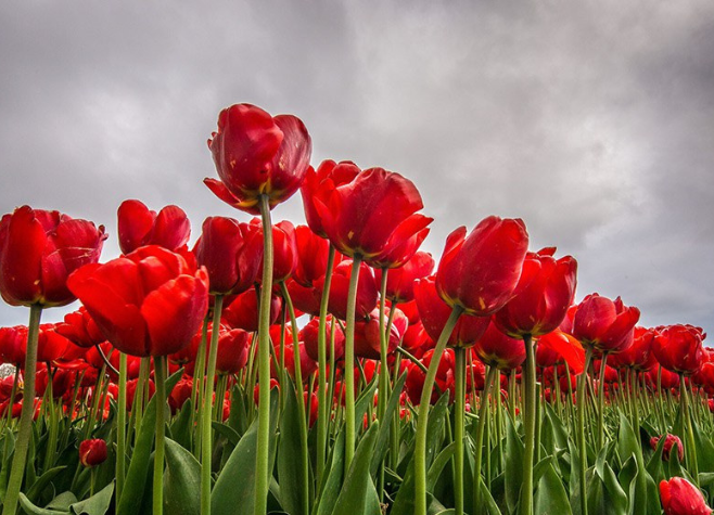 Da Tulipa à Própolis Vermelha: Conexões na Luta Contra o Parkinson