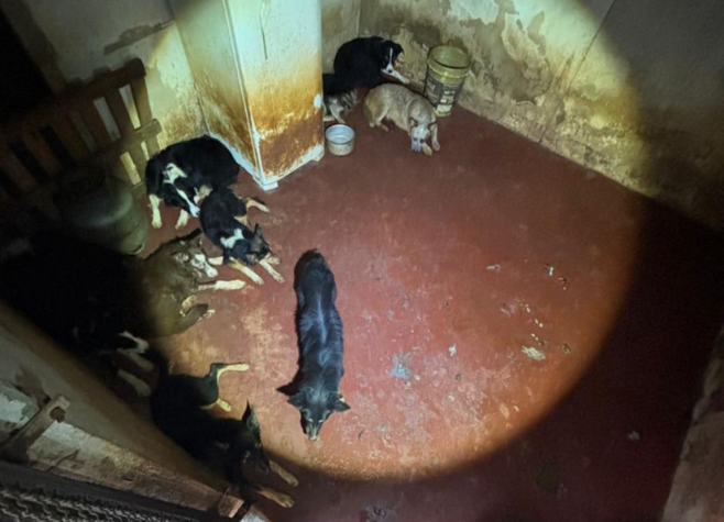 Polícia resgata 12 cachorros de suposto adestrador mantidos em situação de maus-tratos em Rio Verde
