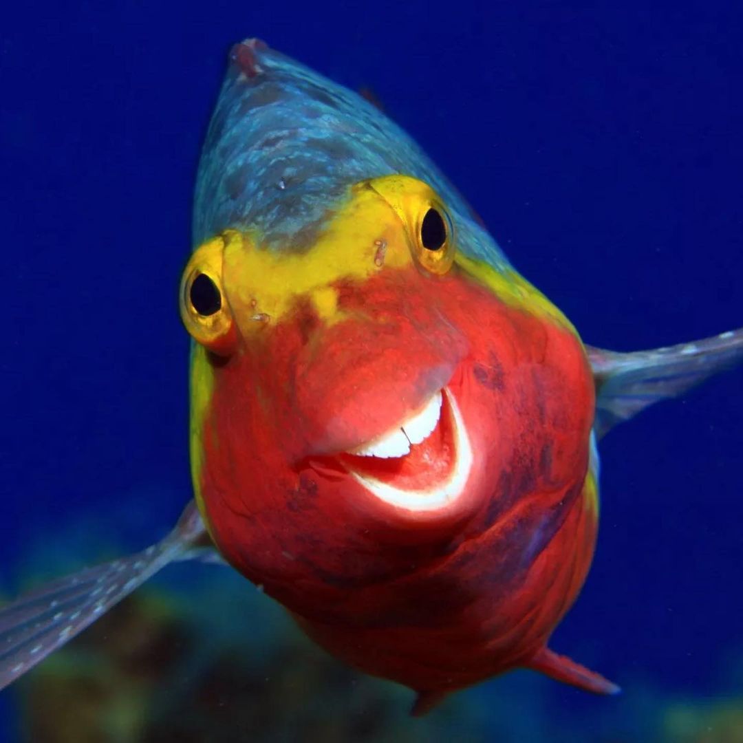 Peixinho sorridente é fotografado e imagem viraliza na internet 