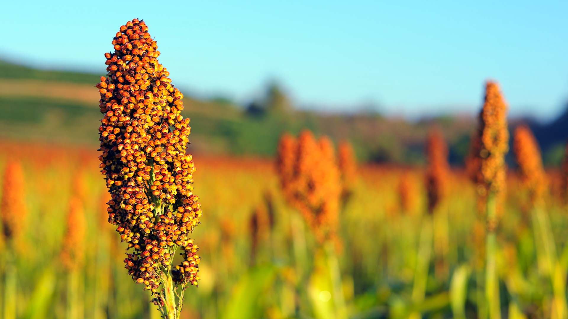 Coluna Marcos Paulo:  SILAGEM CORRETA DO SORGO GARANTE MELHOR RENDIMENTO EM PRODUÇÃO