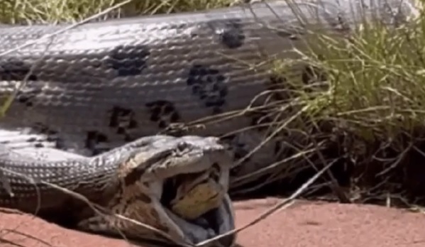 Vídeo impressionante mostra sucuri-verde regurgitando outra cobra no sudoeste goiano, e Butantan investiga o caso