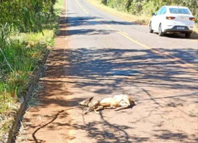 Veado morre após ser atropelado em rodovia na zona rural de Rio Verde