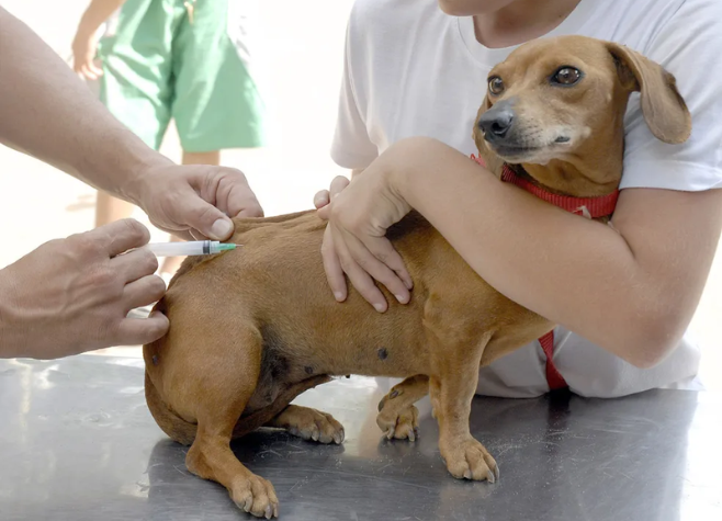 Vigilância e Zoonoses realizam vacinação antirrábica de cães e gatos na Zona Rural de Rio Verde