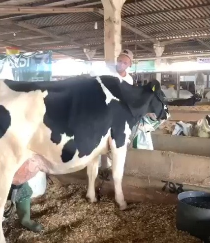 22 animais participam do torneio leiteiro na Expo Rio Verde com prêmio de 100 mil reais