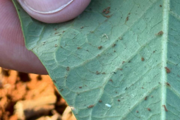 Agrodefesa monitora a mosca-branca em lavouras de feijão em Rio Verde e outras cidades de GO