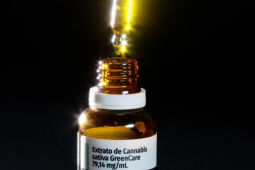 Anvisa amplia regras e autoriza cultivo e venda de cannabis medicinal no Brasil