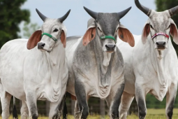 Carne brasileira vira alvo de nova disputa comercial com os EUA e pode sofrer tarifa extra de 12,5%