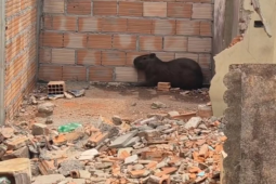 Bombeiros resgatam capivara em lote urbano e devolvem animal à natureza em Itumbiara
