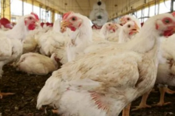 BRF abate 74 mil aves em ação preventiva após foco de gripe aviária em Goiás